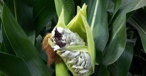 美食|农村玉米地“老毒物”,以前都当是祸害,如今成了高级美食!