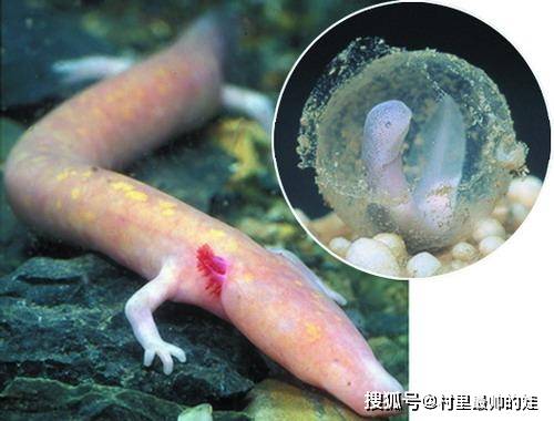 长像最接近龙的动物洞螈每12年才会交配一次到底有多懒