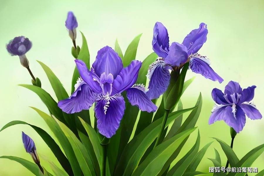 方法|葡萄酒花香的特点和品鉴方法,葡萄酒常见鲜花干花香分类图鉴详解