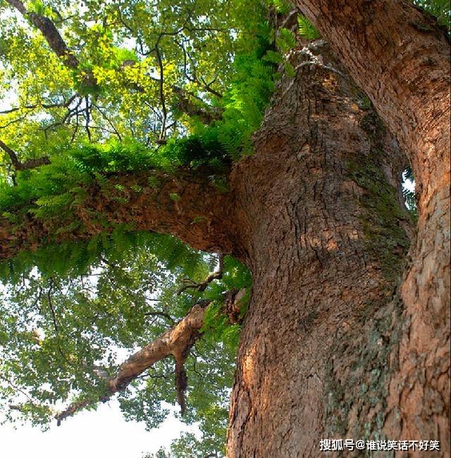 福建有棵1021岁古樟树，巴掌大的树洞内，藏着一尊小孩高的佛像