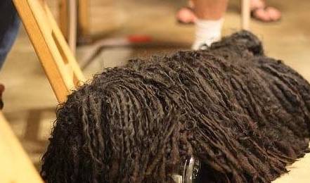 因为|最会“气人”的7种狗,养了之后,把我的耐心都磨光了!