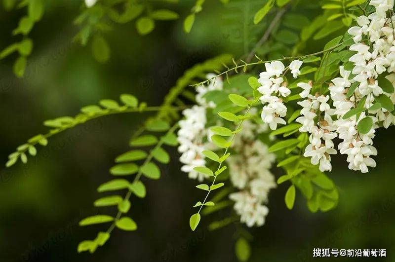 方法|葡萄酒花香的特点和品鉴方法,葡萄酒常见鲜花干花香分类图鉴详解