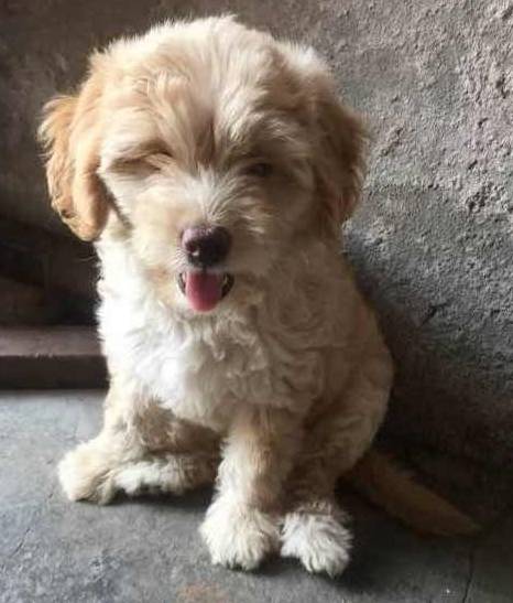 泰日天|泰迪强上柯基和金毛,生下的宝宝火了,泰迪:长得丑怪我咯!