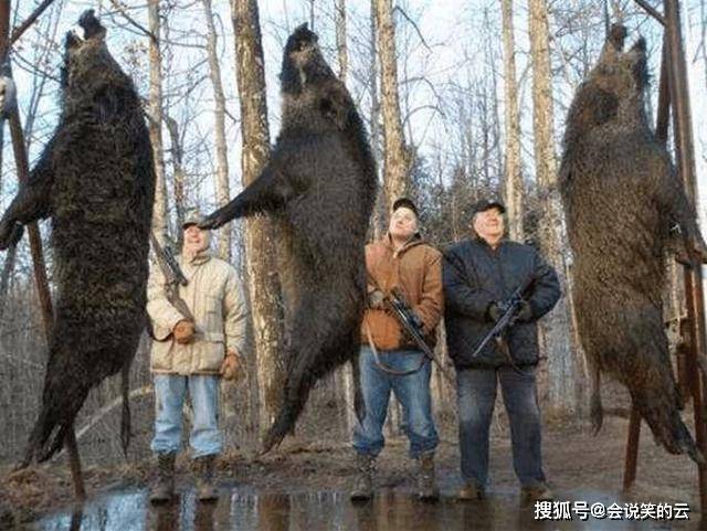 原创野猪在美洲过得有多潇洒体重超过500斤长得比棕熊还大