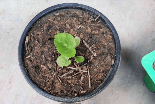 哪里能快速买到苜蓿草 33848c188c634bf7b79dada2c001bca7.png