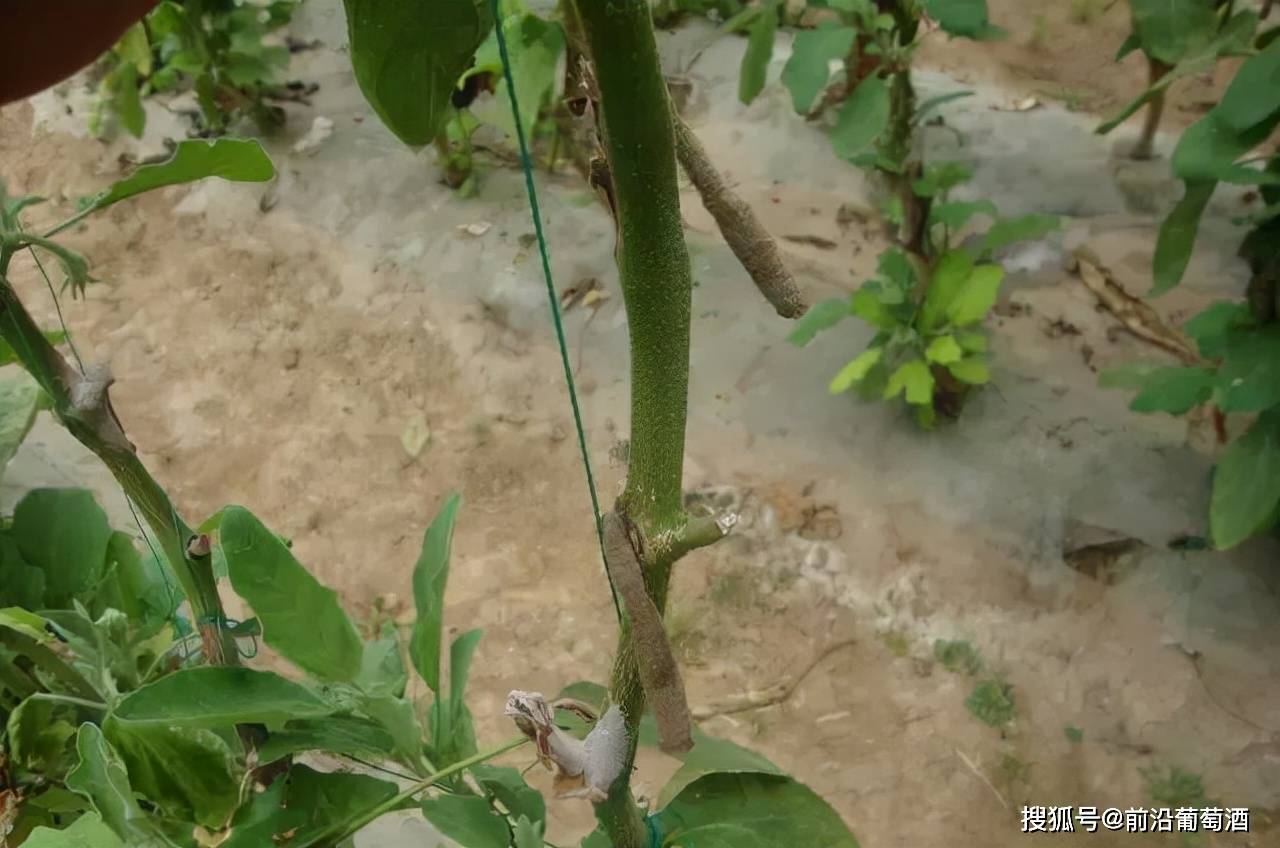 植物|葡萄酒植物香气的特点及品鉴方法,葡萄酒常见植物香气分类图鉴六