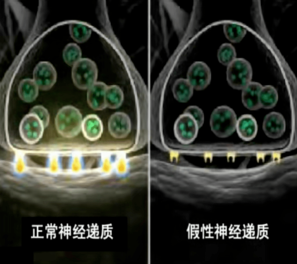 真皮|从表皮角质到真皮深层，有针对性的抗老才是有效抗老