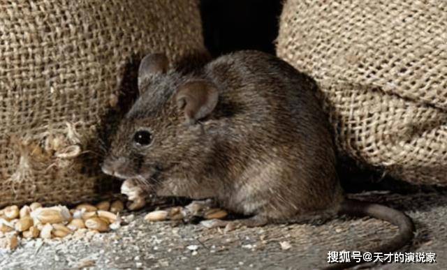 梦见自己养的小猫被老鼠咬死，解读梦境背后的深层含义