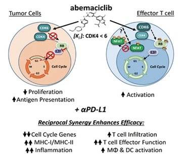 东亚|阿贝西利效果如何，价格多少
