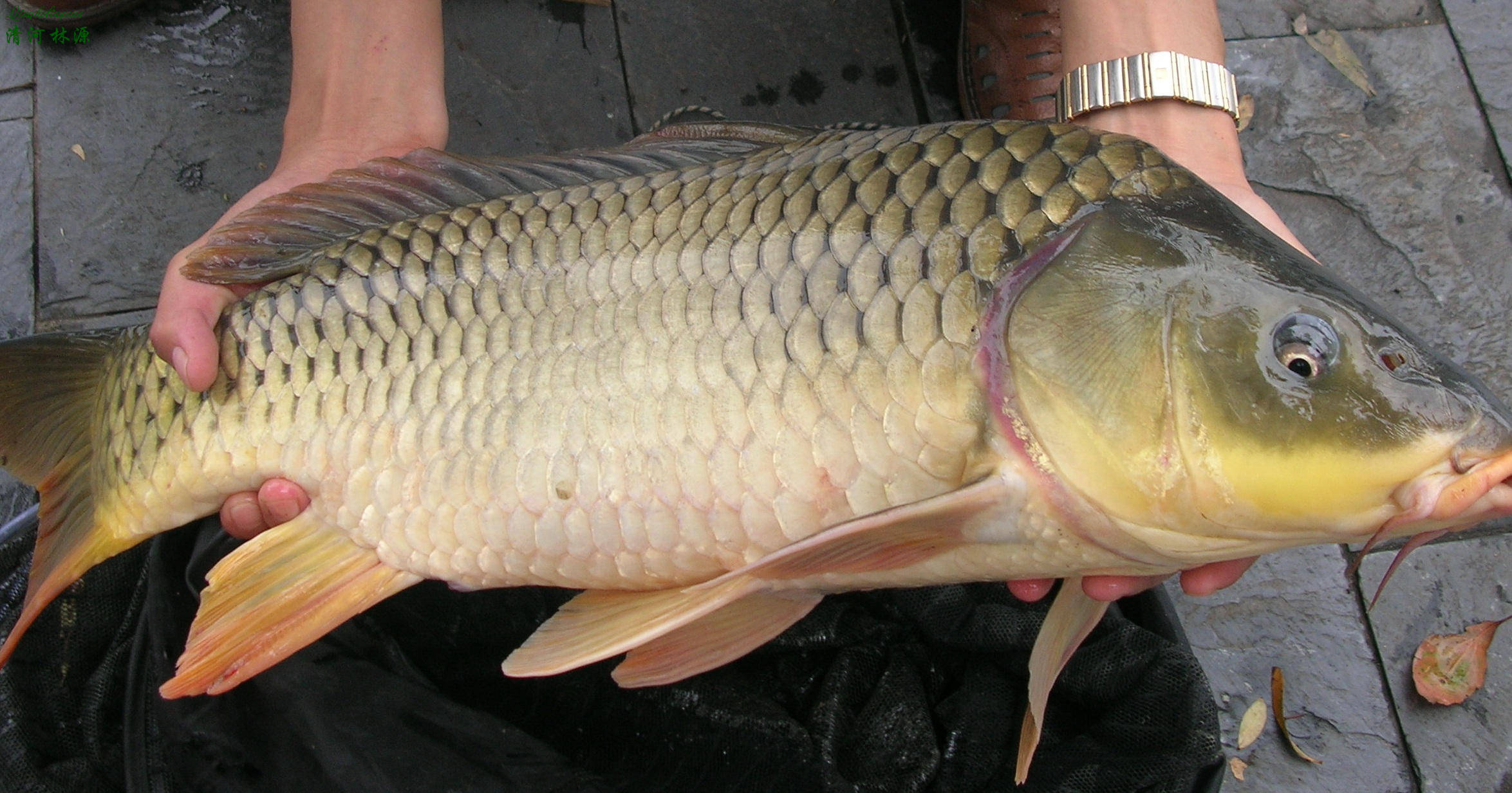 原创三峡大坝蓄水17年号称鱼类的天堂水库中被什么鱼种称霸