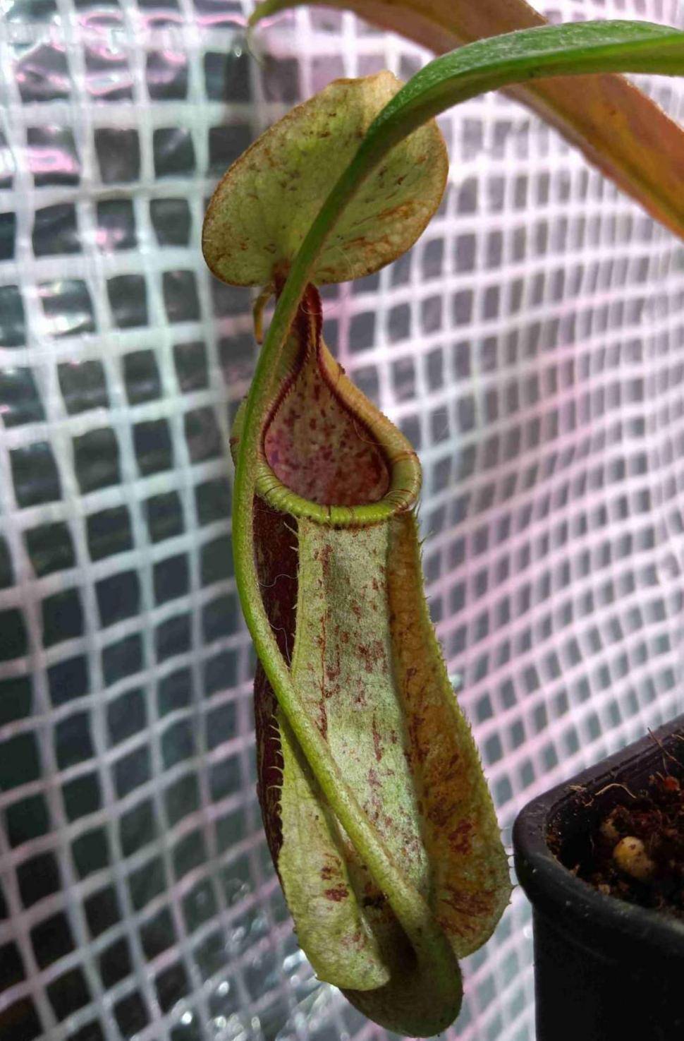 4种食虫植物特有趣 养在家里能灭蚊 孩子们都喜欢 猪笼草