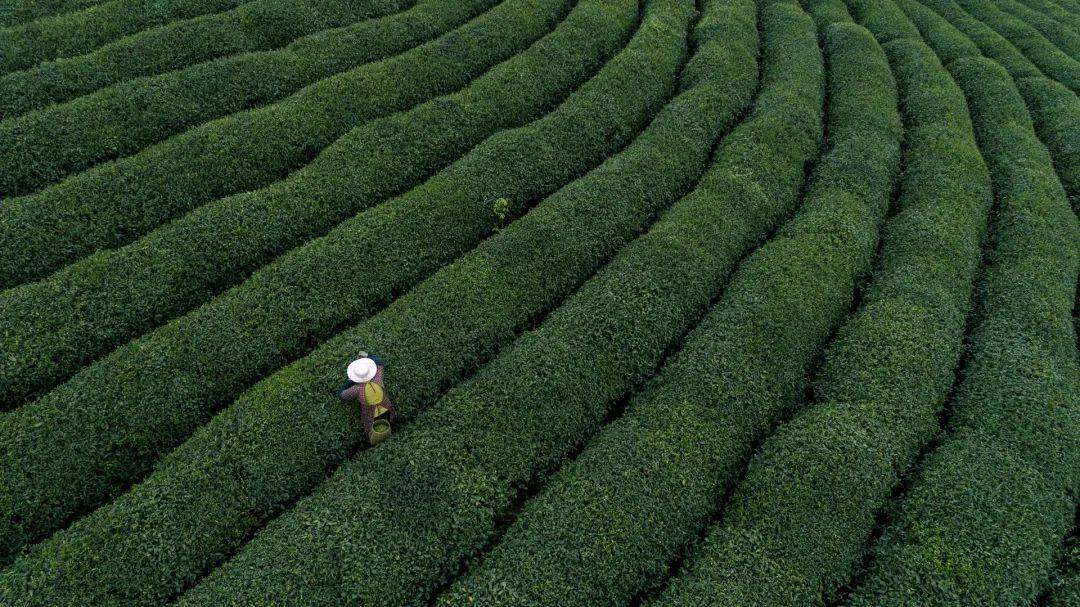 世界十大茶叶品牌中无一上榜中国茶叶品牌到