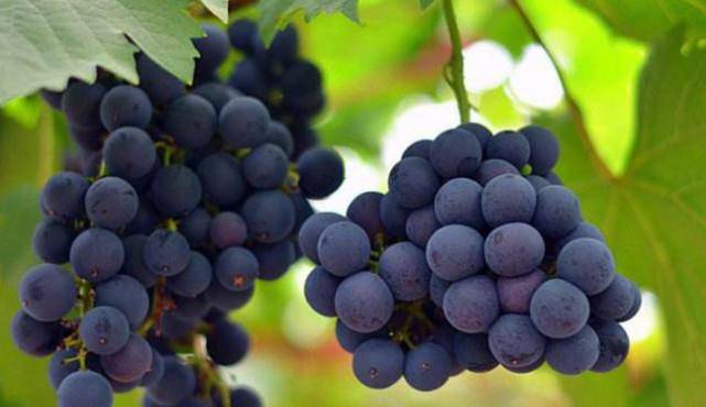 什么|用脚“踩”出来的3种食物，葡萄酒上榜，图三你天天吃