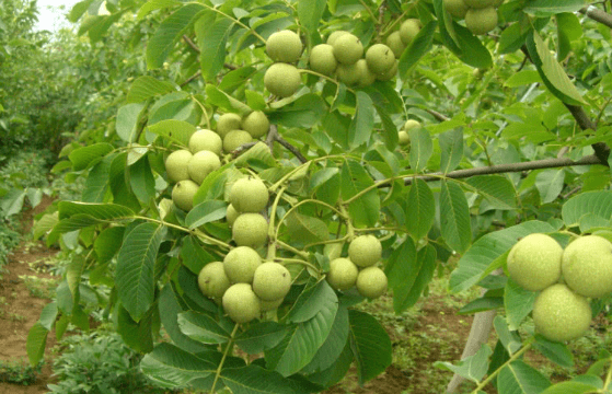 说到了农历七月份就要打核桃了,而八月份就梨子成熟了,到了农历九月份