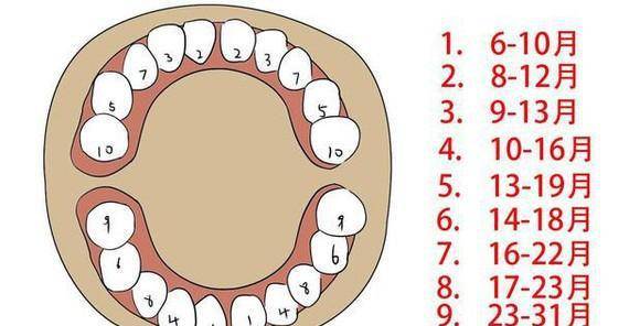 12-16個月的時候,上下牙槽會同時長出第一乳磨牙,16-20個月的時候,上