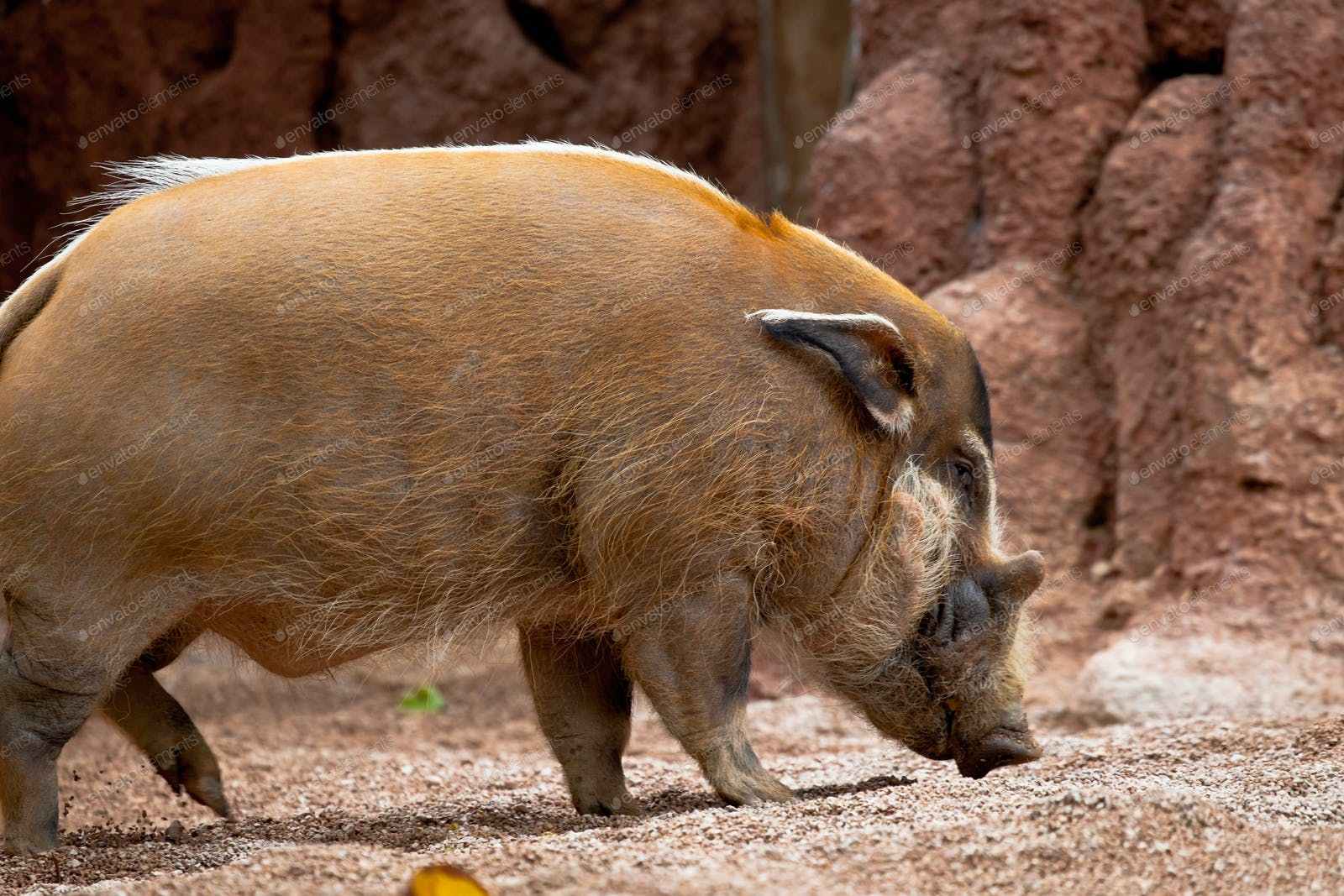 非洲红河猪已泛滥成灾,寿命长繁殖力强,可以考虑引进中国了_成年