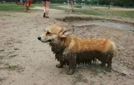 肠胃|想要养柯基犬？这6点你必须要接受，不然你会后悔的