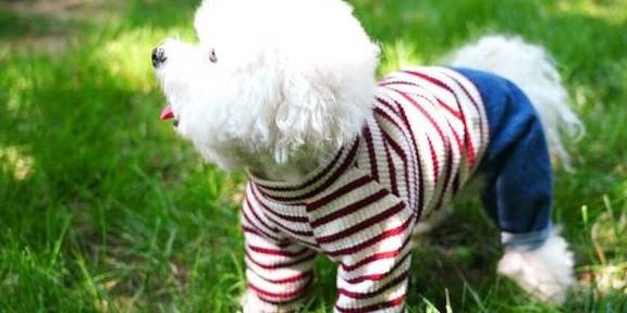 因为|真心为“比熊犬”好，这六件事，一定不能做