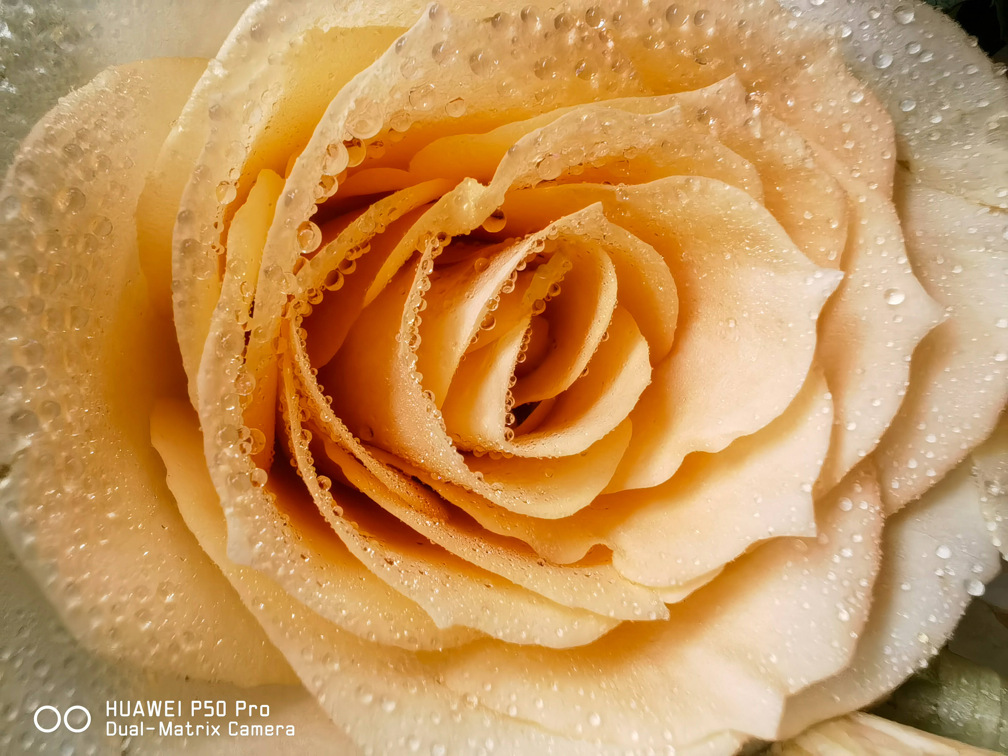 影像|拍了2000张照片，来看今年的影像旗舰华为P50 Pro的拍照能力有多强?