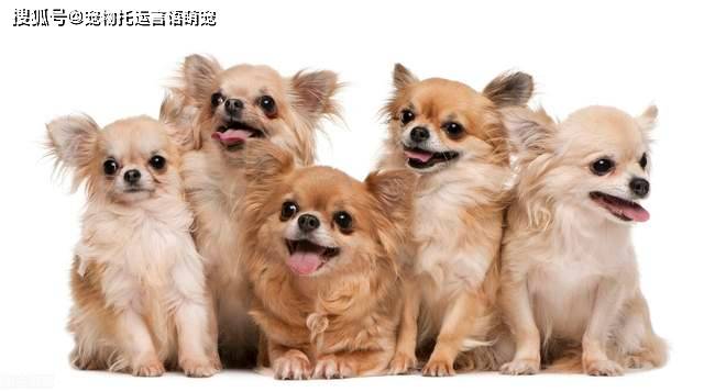 狗狗怎么托运快递 20d8f2391efb40dc87c43ec26224b233.jpeg