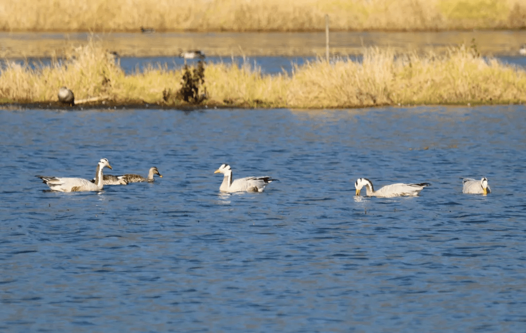 腾冲北海湿地生物多样性科普斑头雁