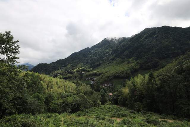 许多爱茶之人迷恋那沾染了草木馨香的青苔滋味,而桐木关原生态生长的