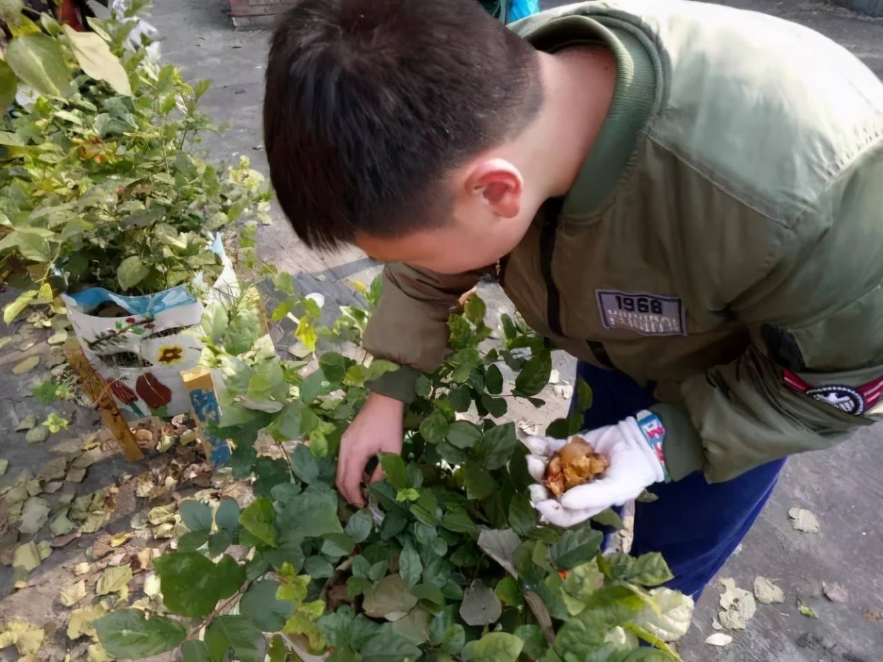 原创我种莴笋的三农人娶了年薪45万女硕士生了一个女儿