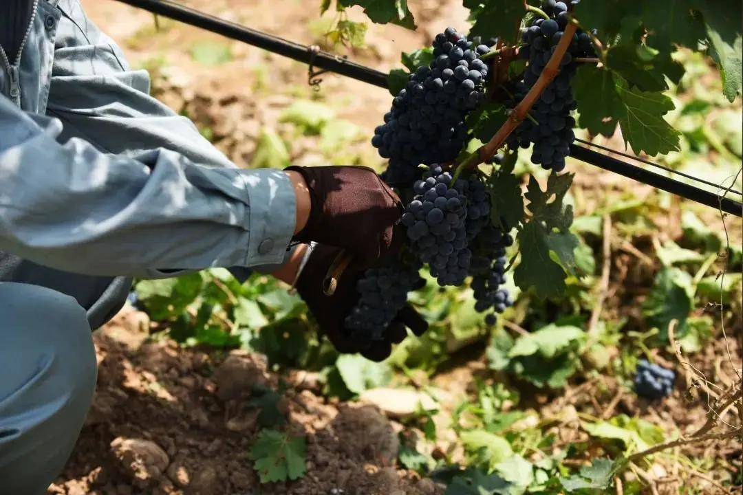 Travel|九月正是葡萄成熟季，来赴一场酒庄之旅！