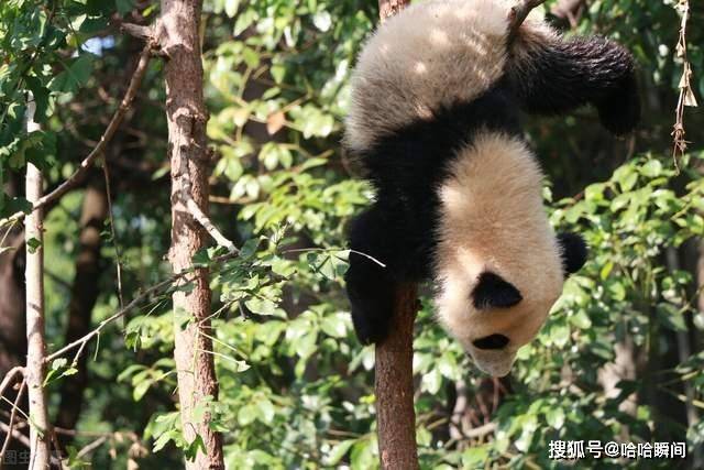 原創大熊貓發起怒來到底有多可怕動物園裡有什麼動物能夠制服它