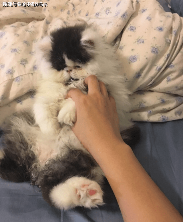 因为|养加菲铲屎官后悔了吗？这种可爱到膨胀的猫咪，为啥养起来这么难