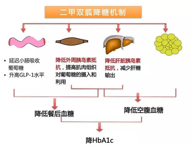 肠胃|每天吃二甲双胍，为什么血糖降不下来，也许是吃法错了