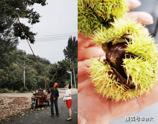 事业|60岁徐俐上山摘栗子！拿超长竹竿姿势滑稽，穿短裤小腿肌肉发达