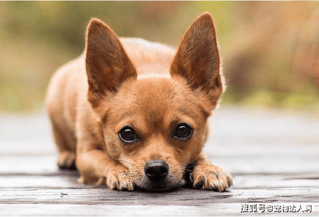 什么|你知道狗最讨厌什么吗？了解狗狗的行为，才能跟它做朋友！