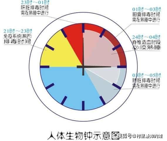 诺贝尔奖获得者告诉你什么是生物钟,扰乱生物钟的后果有多可怕?_人体