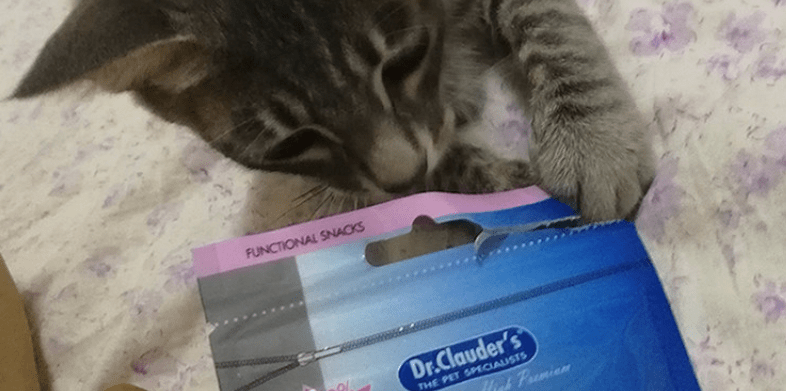 瑞萌|养猫的注意事项有哪些,猫零食怎么选是一个大问题