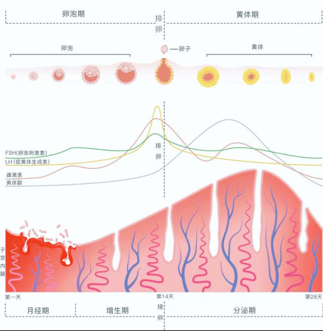 不同時期,分泌物的性狀也不同,健康的分泌物應該是什麼樣的呢?