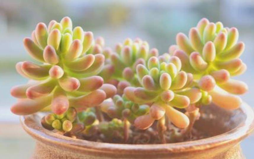 植物也有 少女心 不知这个 乙女心 多肉 您懂不懂 上班族