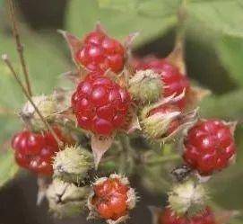 泡泡糖|说说你小时候吃过哪些东西?一听就暴露了年龄!