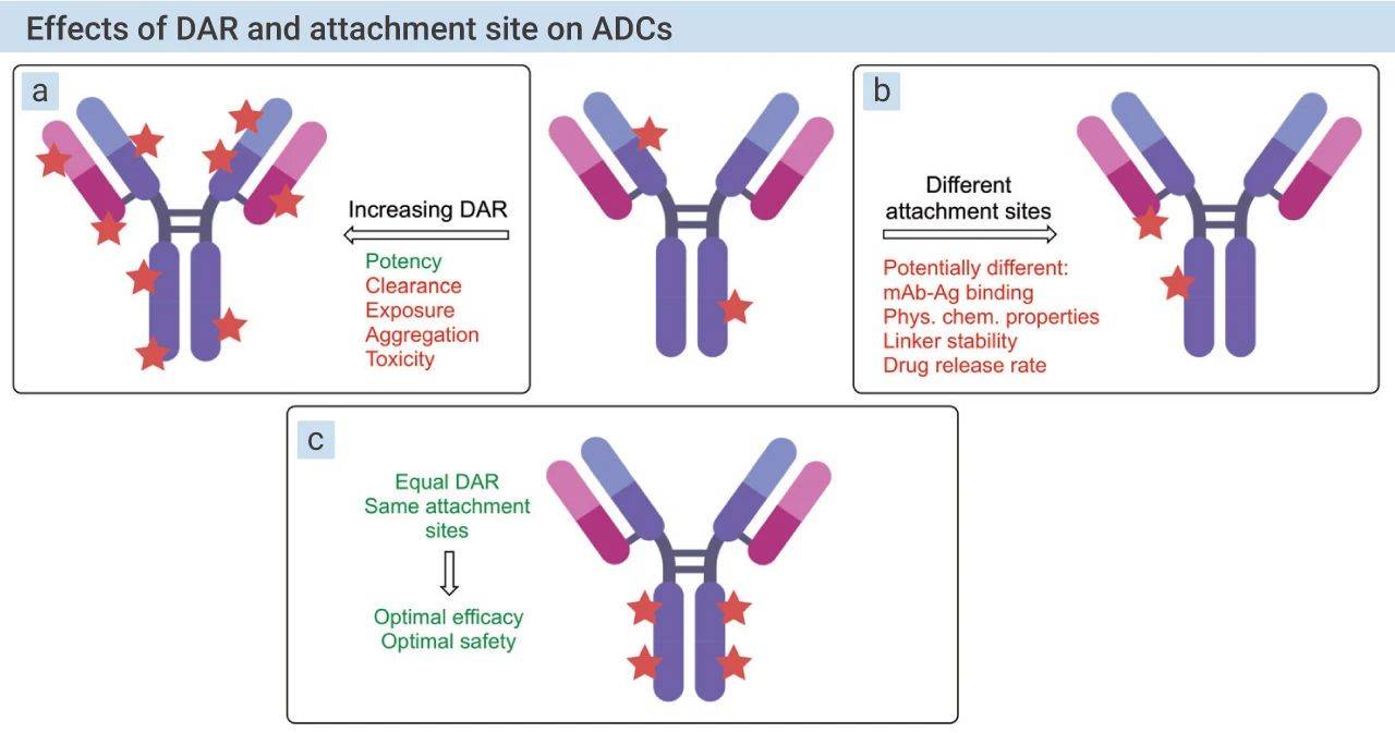 治疗|靶向抗体偶联药物 (ADC)——抗肿瘤 | MedChemExpress