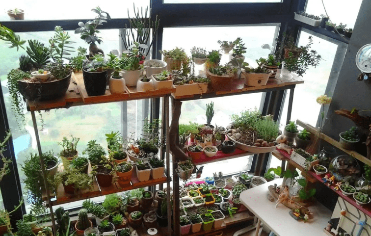 一进门摆什么植物好 6084834a5bd243499548dd935f473d54.png