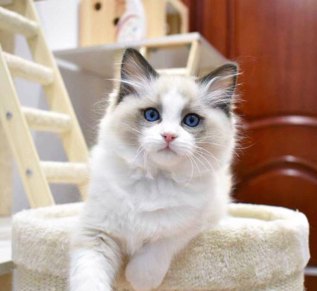 猫咪|养布偶猫的6大禁忌,不能犯,铲屎10年得出的经验