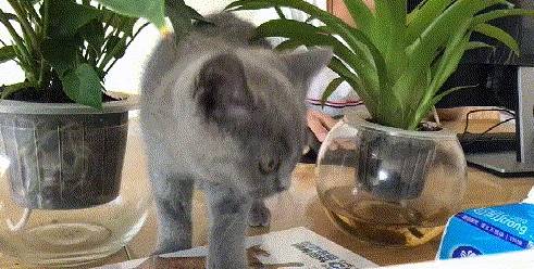 笑声|自从猫咪来了办公室，干活再也不感觉累了，还多了很多笑声