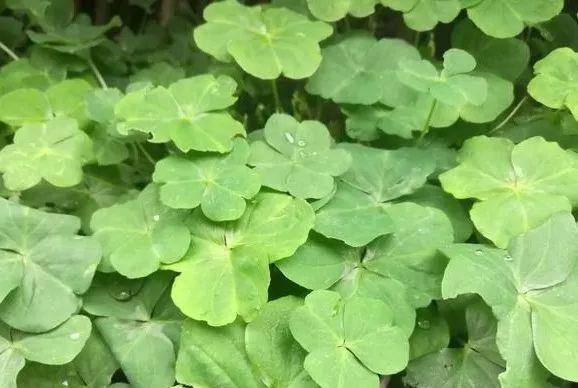 泡泡糖|说说你小时候吃过哪些东西？一听就暴露了年龄！