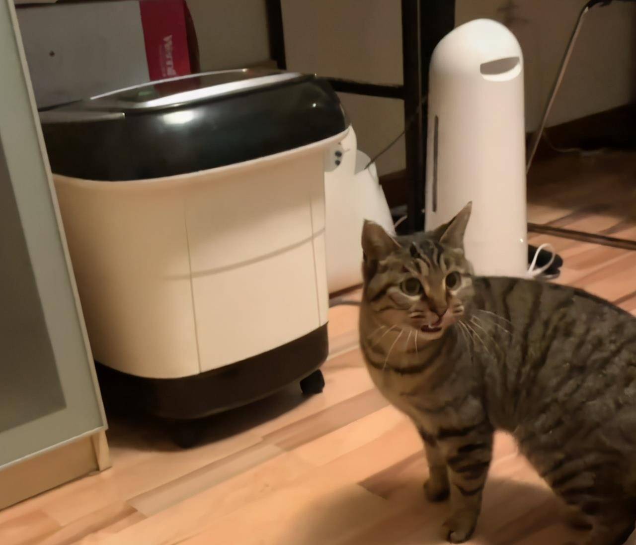 名字尿爸养新猫了，尿尿有伙伴了，然而网友只关心新猫的名字