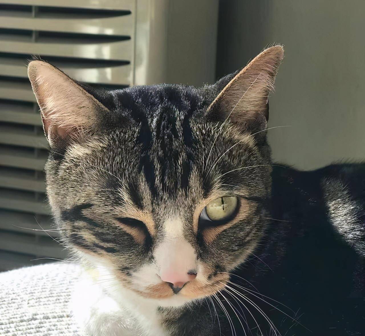 名字尿爸养新猫了，尿尿有伙伴了，然而网友只关心新猫的名字