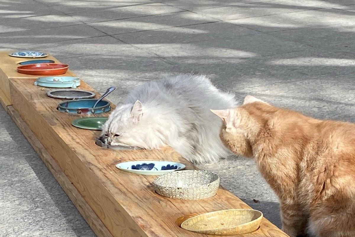 赵小米轰趴猫赵小米轰趴图片