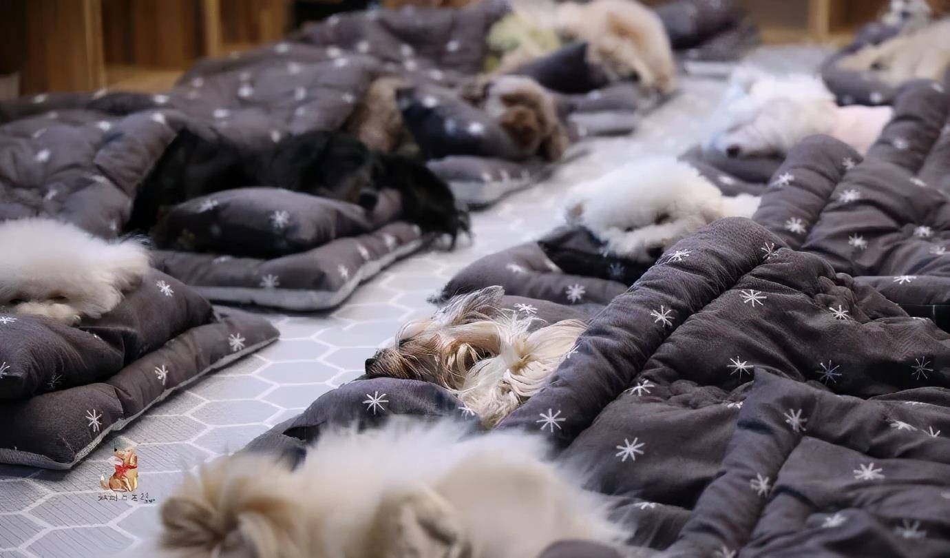 技能|上班族没时间照顾狗狗？狗狗也能上幼儿园啦