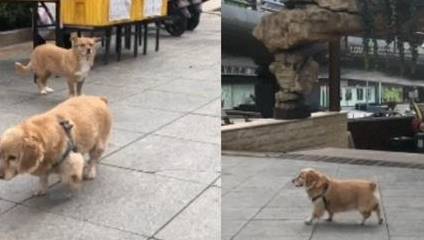 祸害|柯基被金毛祸害了，生了一只“小短腿”，没想到很多人慕名来看
