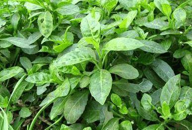 农村几种野草是美味养生菜,用于肝脾肿大,关节炎,月经不调