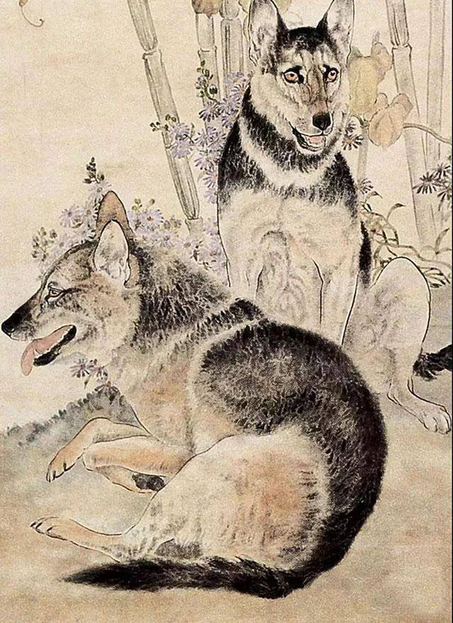 古人养狗的秘密 如果养这两种特征的狗 能让主人大富大贵 说法